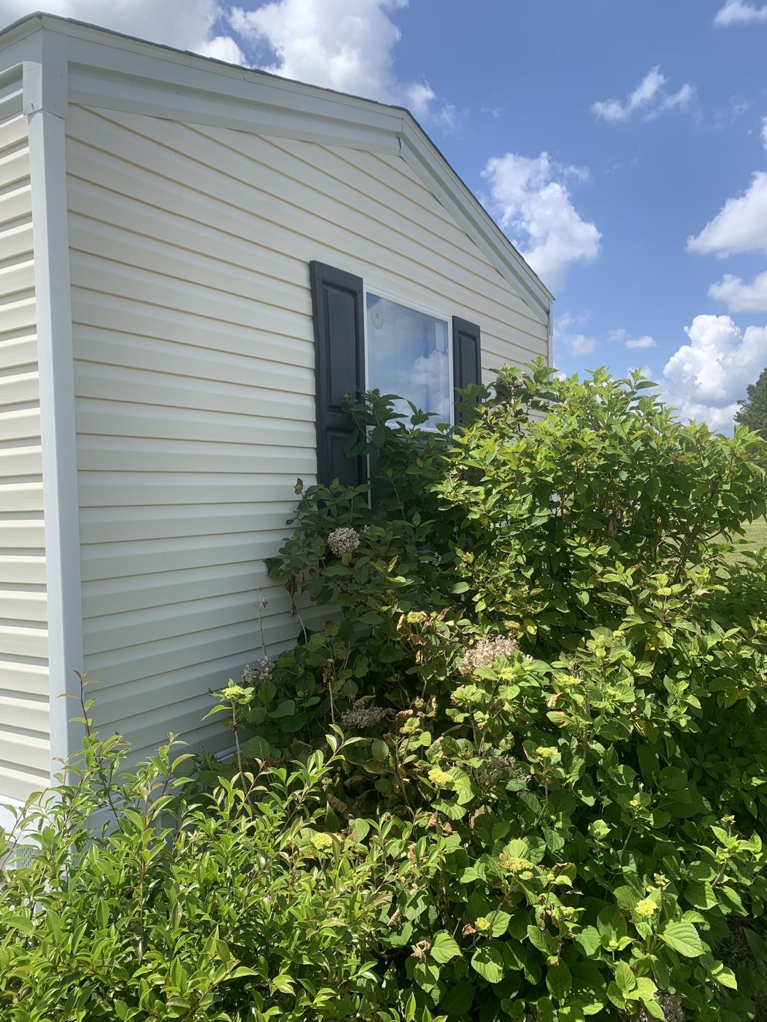 Washed siding on a gable end with shrubs in front
